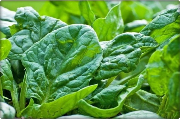 Ispanak Tohumu İthal (Matador Çeşidi) 250 Gr - Resim 2