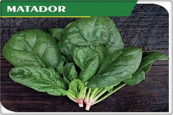 Ispanak Tohumu İthal (Matador Çeşidi) 250 Gr - Resim 3