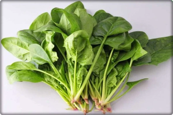 Ispanak Tohumu İthal (Matador Çeşidi) 250 Gr - Resim 4