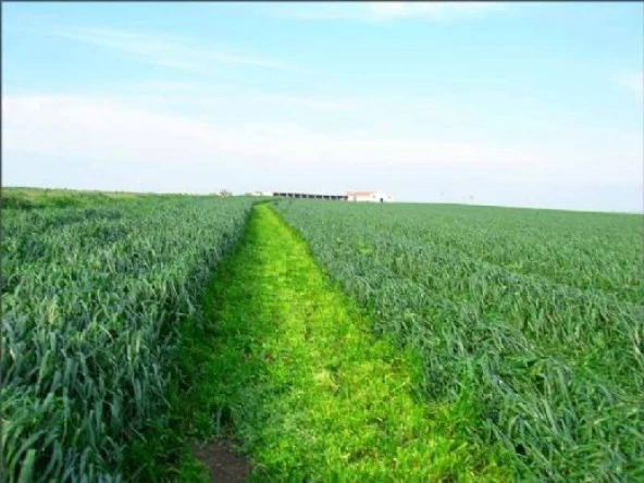 Reygrass Otu (Süt Otu) Tohumu 5 Kg Sertifikalı - 2