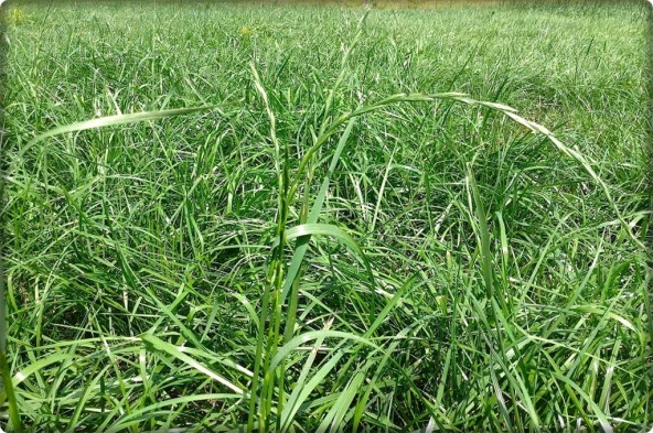 Reygrass Otu (Süt Otu) Tohumu 5 Kg Sertifikalı - 3