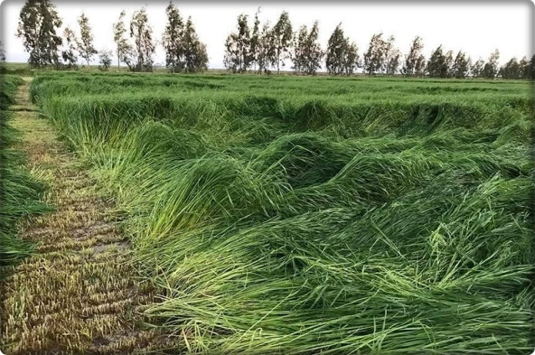 Reygrass Otu (Süt Otu) Tohumu 5 Kg Sertifikalı - 4