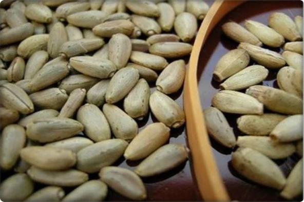 Enginar Tohumu (20 Adet) - 2