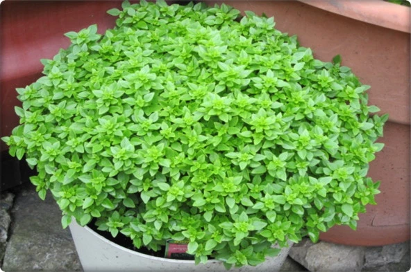 Top Reyhan (Fesleğen) (100 Adet) - 2