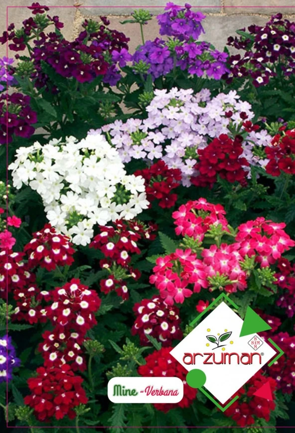 Mine Çiçeği Tohumu (50 Adet) Karışık Renk ürün görseli 1