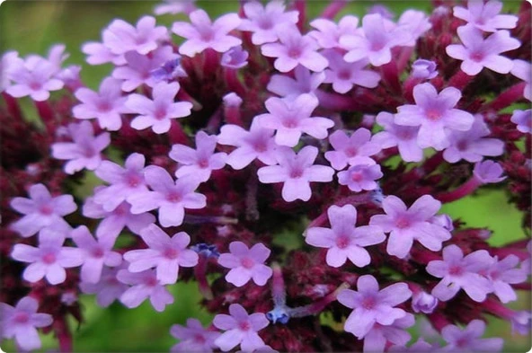 Mine Çiçeği Tohumu (50 Adet) Karışık Renk - Resim 3