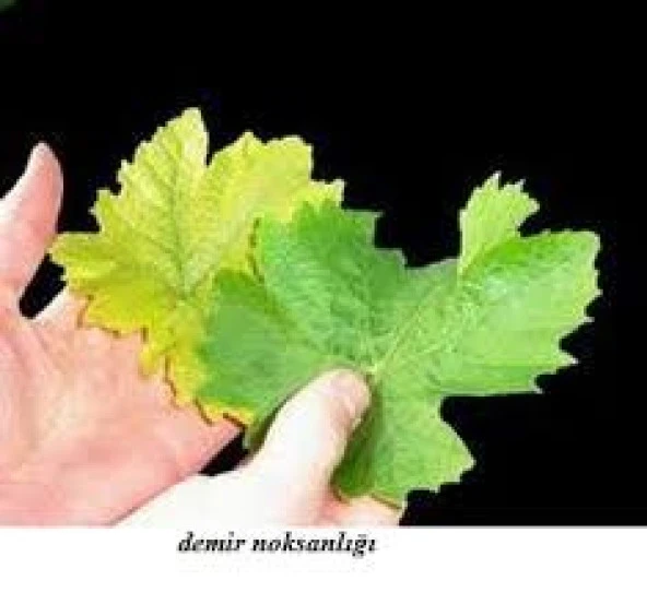 Fenomen Demir Gübresi(1 Kg)(%26 Demir İçerikli) FeSO4 - 3