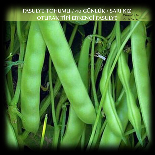 Sarı Kız 40 Günlük Fasülye Tohumu 250 gr (650+ Adet) Erkenci Oturak Fasulye Tohumu