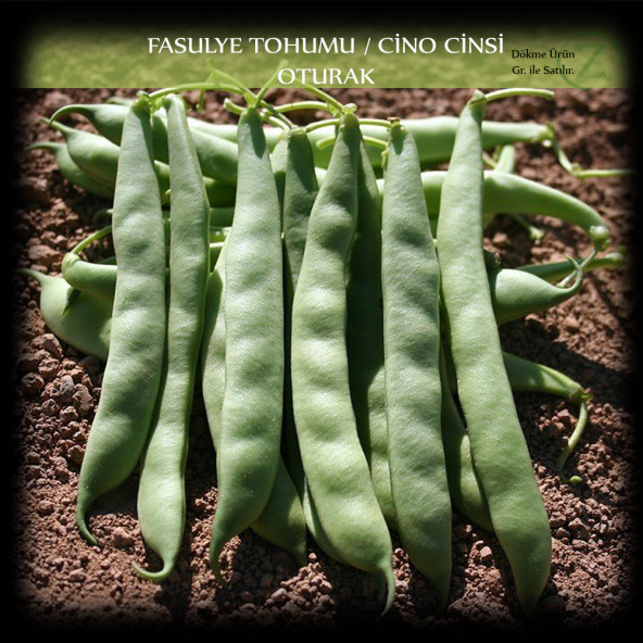 Cino Oturak Fasülye Tohumu 1 Kg. (2500+ Adet) Sıla Gina Fasulye Tohumu ürün görseli