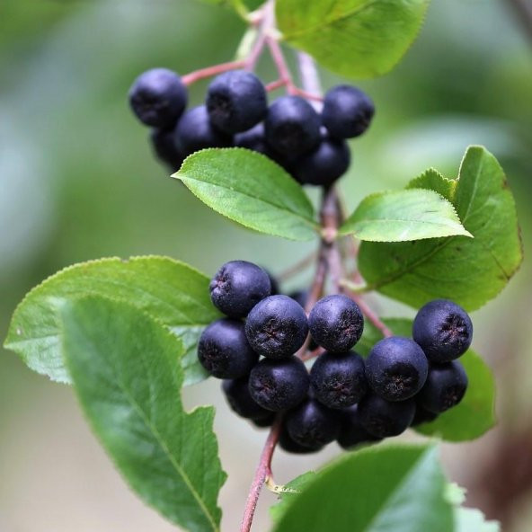 Tüplü Her Bölgeye Uygun 50 Adet Siyah Aronya Fidanı (20-40 Cm) - Resim 2