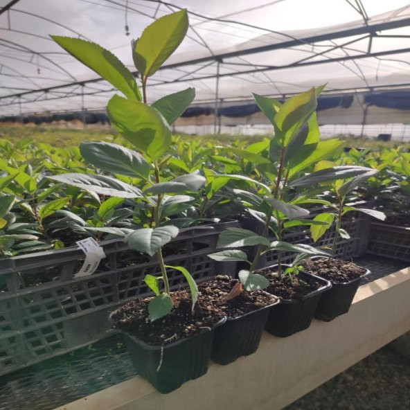 Tüplü Her Bölgeye Uygun 50 Adet Siyah Aronya Fidanı (20-40 Cm) - Resim 4