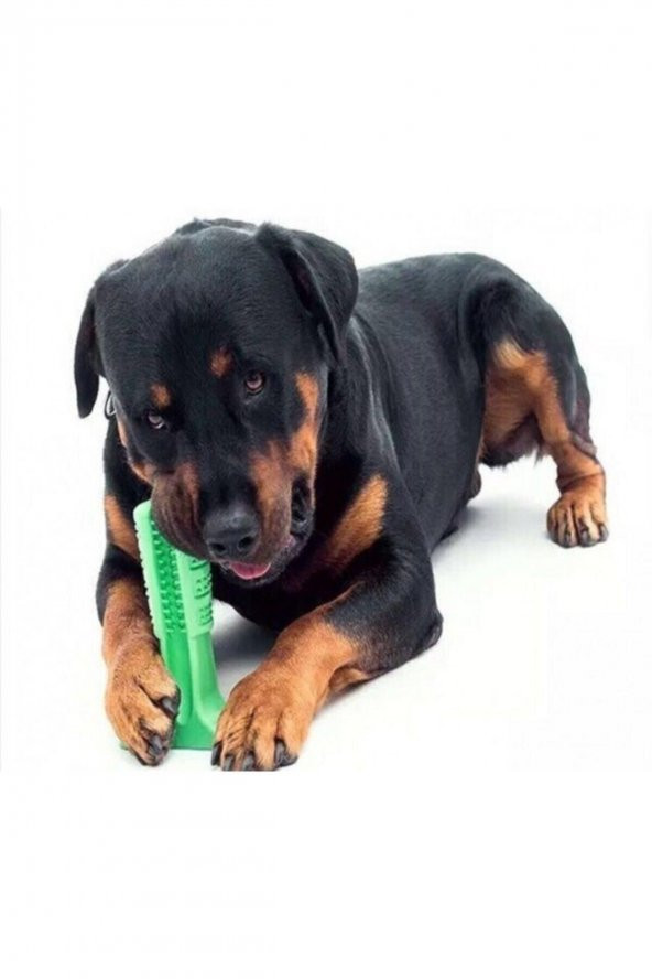 Köpek Diş Fırçası Isırma Aparatı Diş Kaşıma Oyuncağı Küçük Boy