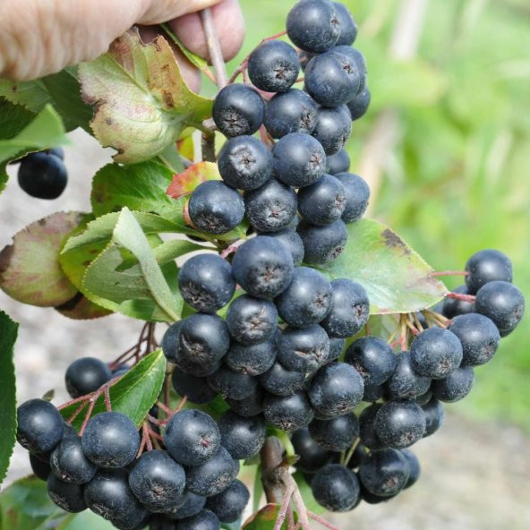 20 Adet Tüplü Siyah Aronya (Black Aronia) Chokoberry Fidanı