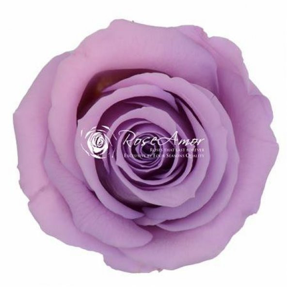 Rosa Şoklu  Ll-Xl Size Vıo-03(6 Lı Kutu)