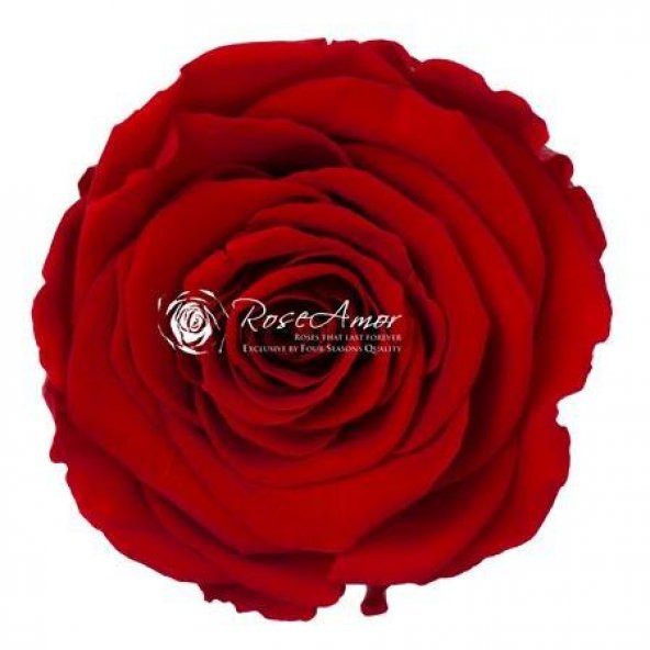 Rosa Şoklu Ll-Xl Size Red-02 (6 'Lı Kutu)