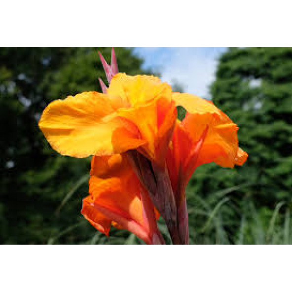 Canna Çiçeği Tohumu - 2
