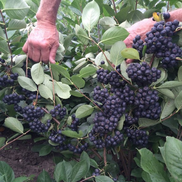 Tüplü 100 Adet Siyah Aronya (Aronia) Chokoberry Fidanı (15-30 cm)