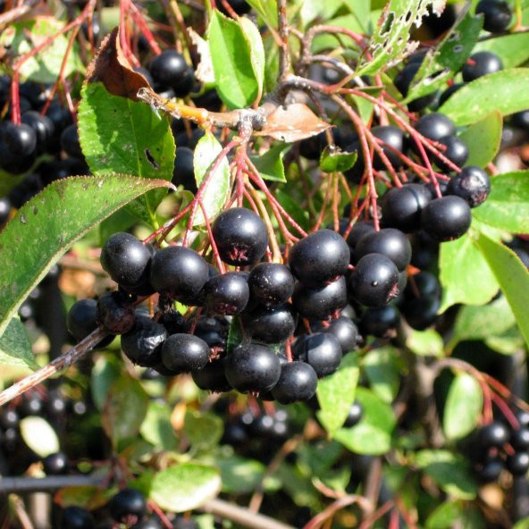 Tüplü 100 Adet Siyah Aronya (Aronia) Chokoberry Fidanı (15-30 cm) - Resim 2