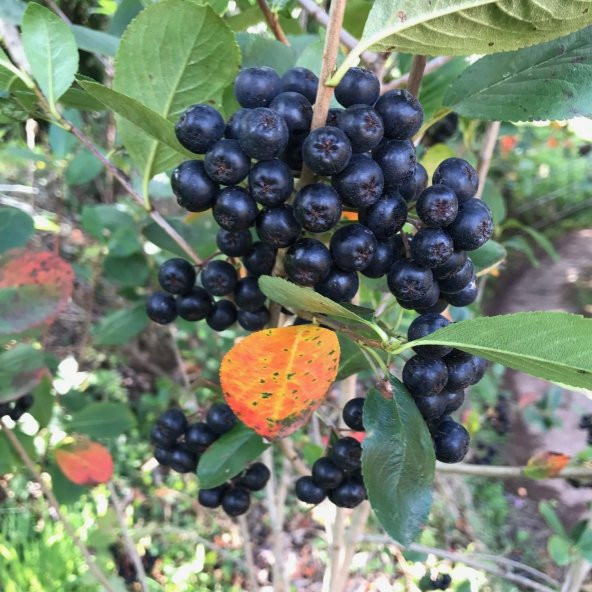 Tüplü 100 Adet Siyah Aronya (Aronia) Chokoberry Fidanı (15-30 cm) - Resim 3