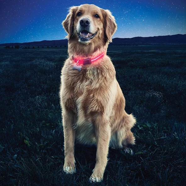 Nite Ize Nite Dawg Collar Köpek Tasması  S - 2