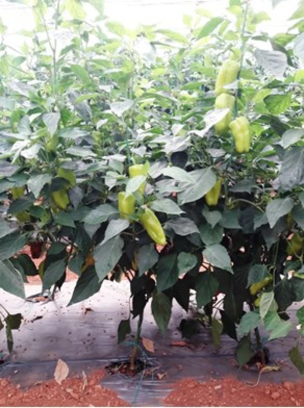 İlgi F1 Hibrit ÜçBurun Biber (1000 çk) - 5