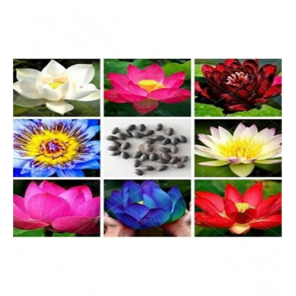 Lotus Çiçeği tohum Nilüfer Çiçeği Tohumu 2 Adet Tohum - 2