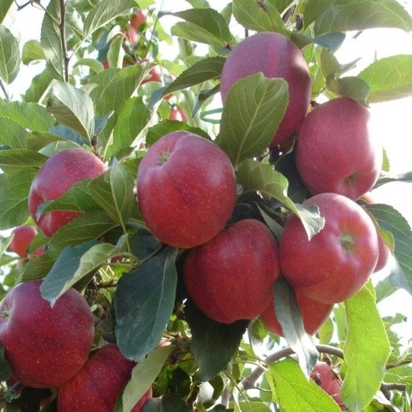 5 Farklı Çeşit +1 Elma Fidanı (5 Adet +1 Hediye)