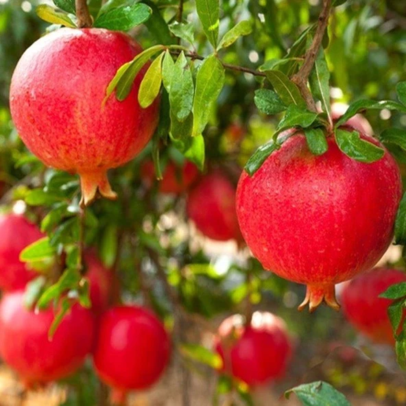 5 li (Farklı Çeşitler) Nar Fidanı Pakedi, Tüplü ve Aşılı ürün görseli