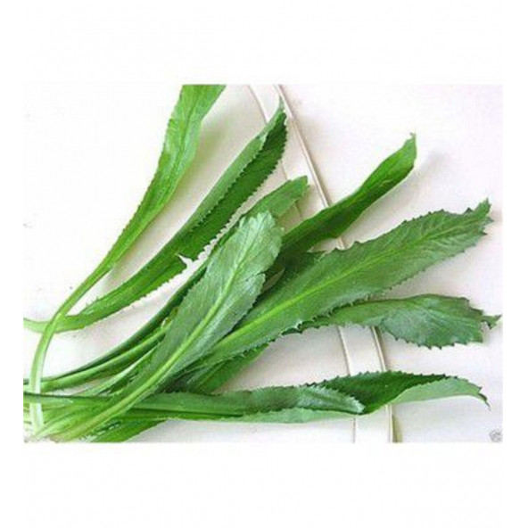 Çin Kişniş Tohumu Uzun Çin Kişnişi Tohumu 25 Adet Tohum - Resim 5