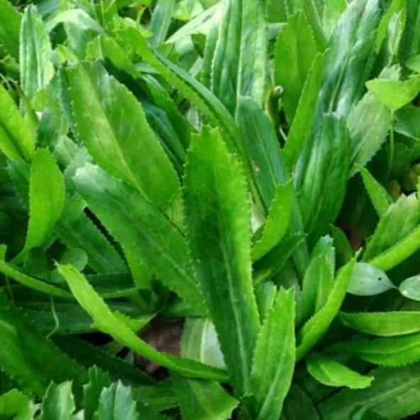 Çin Kişniş Tohumu Uzun Çin Kişnişi Tohumu Ekim Kiti ürün görseli