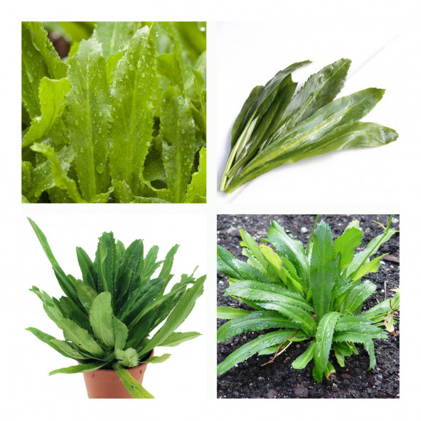 Çin Kişniş Tohumu Uzun Çin Kişnişi Tohumu Ekim Kiti - Resim 2