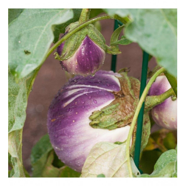 Murat Tohumculuık Rosa Bianca Patlıcan Tohumu - 2