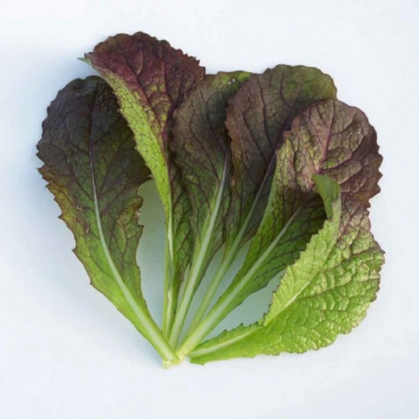 Hardal Otu Tohumu Hardal Tohumu 20 Adet Tohum ürün görseli