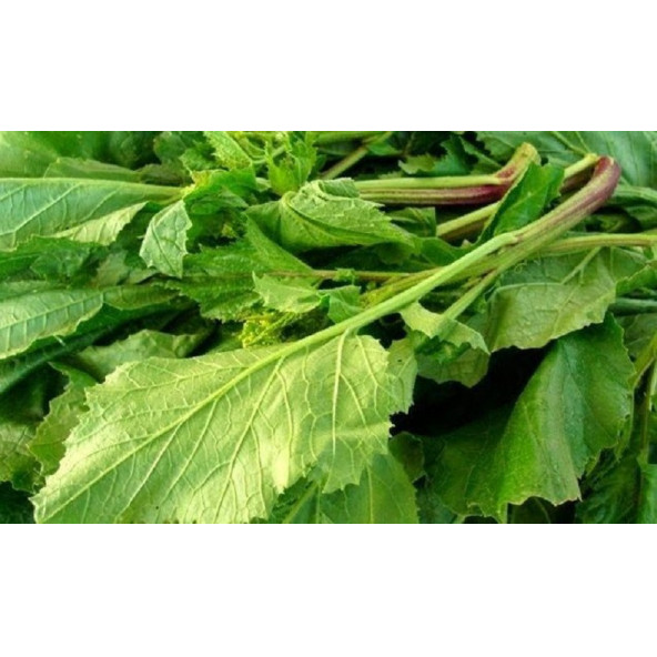 Hardal Otu Tohumu Hardal Tohumu 20 Adet Tohum - Resim 2