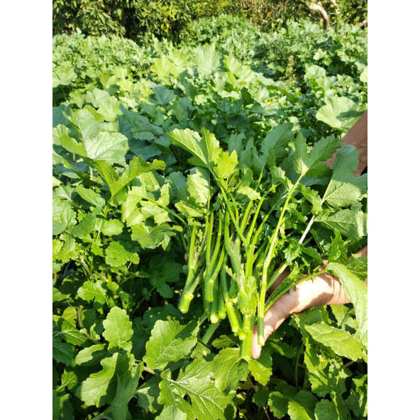 Hardal Otu Tohumu Hardal Tohumu 20 Adet Tohum - Resim 3