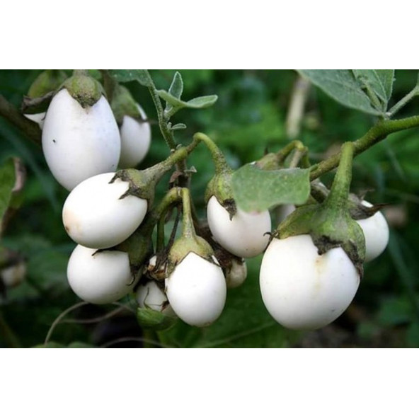 Yumurta Çiçeği Patlıcan Tohumu Mini Yumurta Patlıcan Tohumu Ekim Kiti - 5