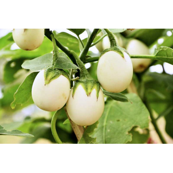 Yumurta Çiçeği Patlıcan Tohumu Mini Yumurta Patlıcan Tohumu - 3