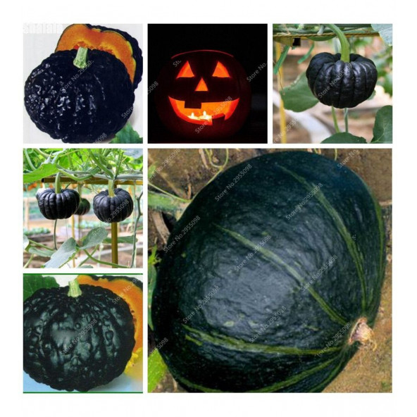 Nadir Thailand Gold Kabak Tohumu Siyah Bal Kabağı Tohumu Ekim Seti - Resim 2