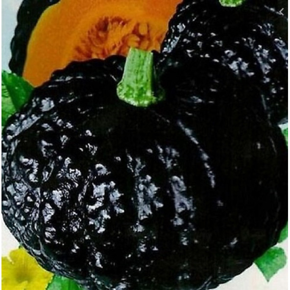 Nadir Thailand Gold Kabak Tohumu 3 Tohum Siyah Bal Kabağı Tohumu - Resim 2