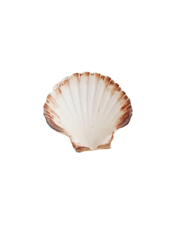 Doğal Dekoratif Deniz Kabuğu 10-12cm 1 Adet - 2