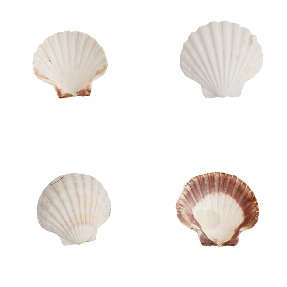 Doğal Dekoratif Deniz Kabuğu 10-12cm 1 Adet - 3