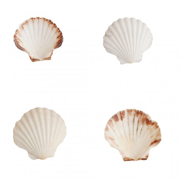 Doğal Dekoratif Deniz Kabuğu 10-12cm 1 Adet - 4