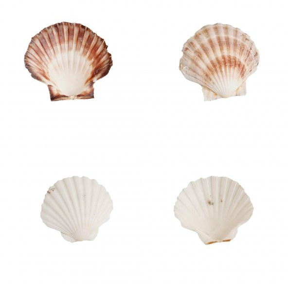 Doğal Dekoratif Deniz Kabuğu 10-12cm 1 Adet - 5