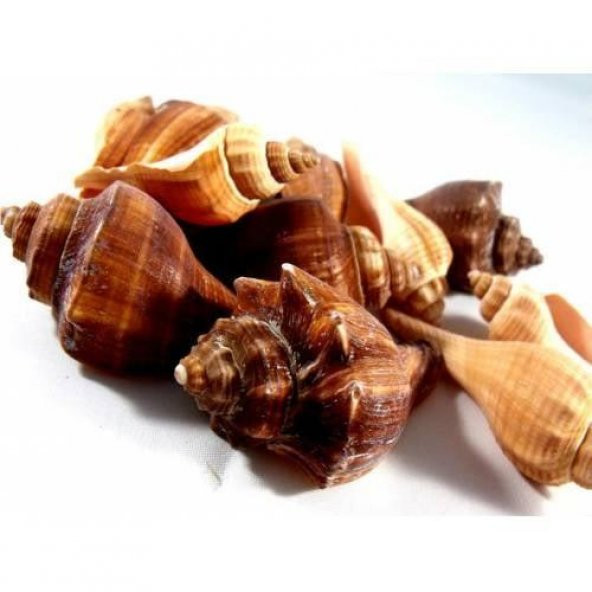 %100 NATUREL DOĞAL GERÇEK DENİZ KABUĞU 500 Gram -MMM4763