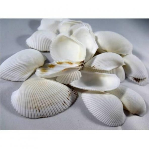 %100 NATUREL DOĞAL GERÇEK DENİZ KABUĞU 500 Gram -MMM4767 - 2