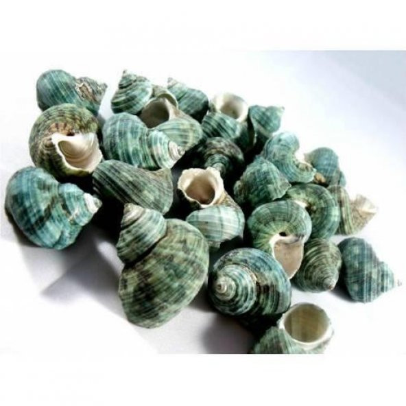 %100 NATUREL DOĞAL GERÇEK DENİZ KABUĞU 500 Gram -MMM4762 - 2