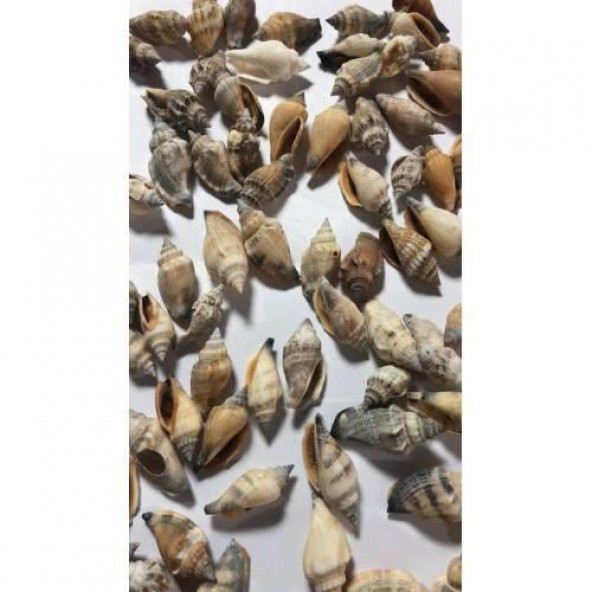 %100 NATUREL DOĞAL GERÇEK DENİZ KABUĞU 500 Gram -MMM4761 - 2