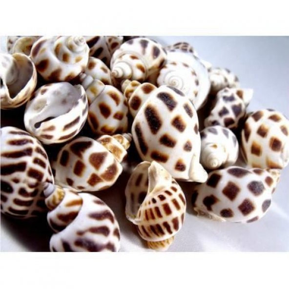 %100 NATUREL DOĞAL GERÇEK DENİZ KABUĞU 500 Gram -MMM4764 - 3