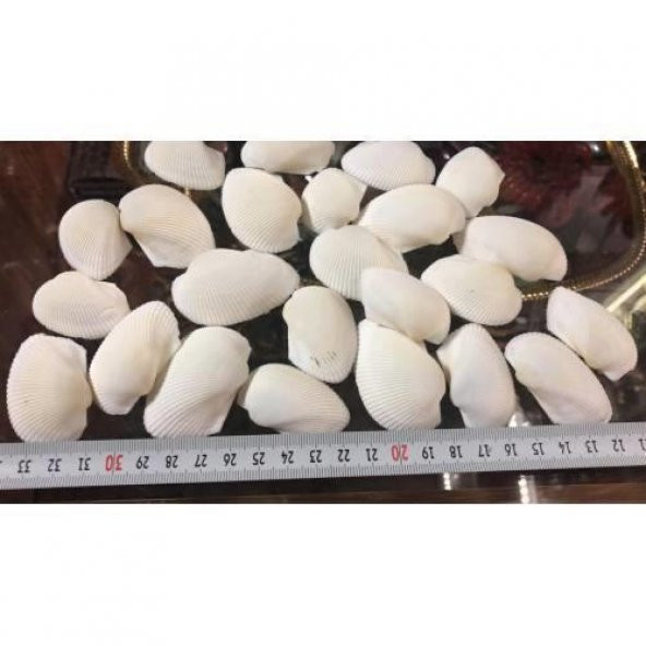 %100 NATUREL DOĞAL GERÇEK DENİZ KABUĞU 500 Gram -MMM4767 - 4