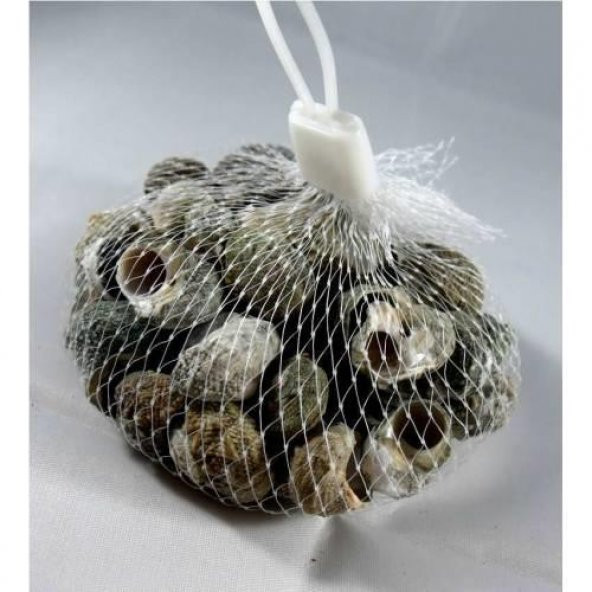 %100 NATUREL DOĞAL GERÇEK DENİZ KABUĞU 500 Gram -MMM4760 - 5